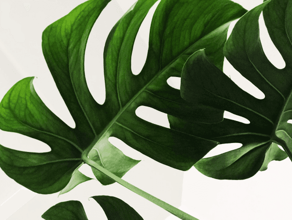 Banner chamada para compras de plantas